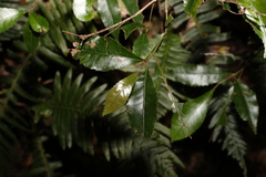 Pseudoweinmannia lachnocarpa