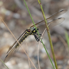 Eusynthemis brevistyla