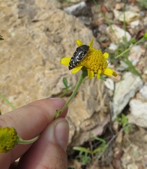 Acmaeodera rubronotata