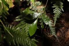 Pseudoweinmannia lachnocarpa