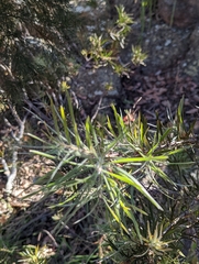 Melaleuca linearis