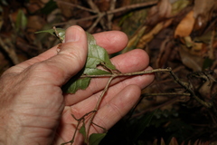 Pseudoweinmannia lachnocarpa