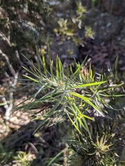 Melaleuca linearis