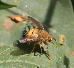 Adejeania