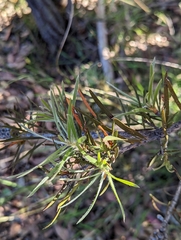 Melaleuca linearis