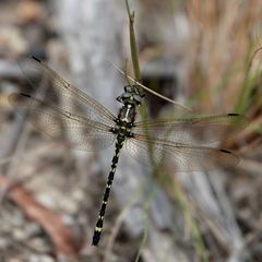 Eusynthemis brevistyla