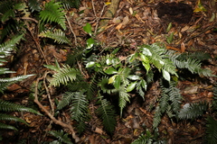 Pseudoweinmannia lachnocarpa