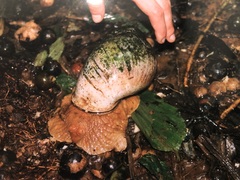 Megalobulimus popelairianus