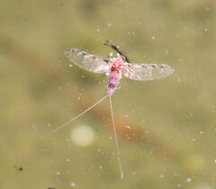 Callibaetis pictus