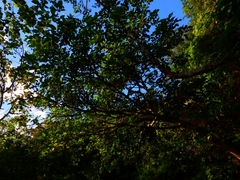 Ficus variegata garciae
