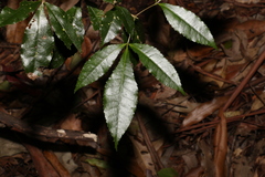 Pseudoweinmannia lachnocarpa