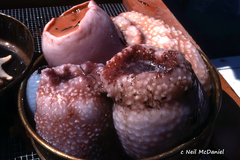 Actinostola faeculenta