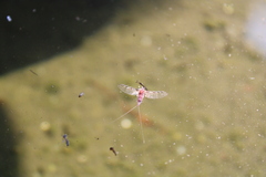 Callibaetis pictus
