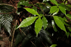 Pseudoweinmannia lachnocarpa