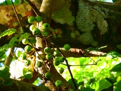 Ficus variegata garciae