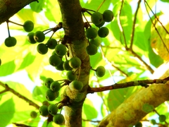 Ficus variegata garciae