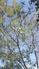 Leucaena esculenta