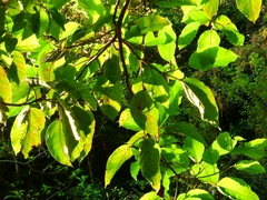 Ficus variegata garciae