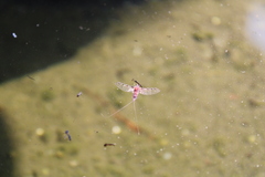Callibaetis pictus