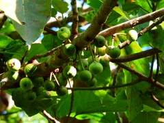 Ficus variegata garciae