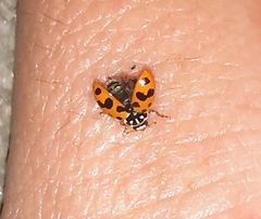 Hippodamia variegata
