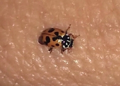 Hippodamia variegata