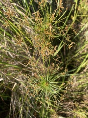 Cyperus prolifer