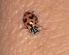 Hippodamia variegata