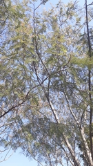 Leucaena esculenta