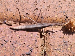 Pachymorpha