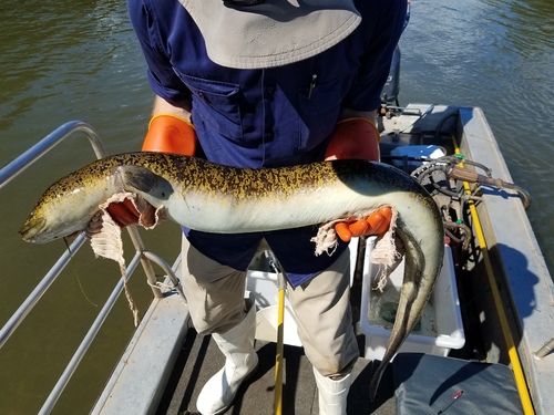 Eel (Anguilla marmorata) — Anguillidae — 2