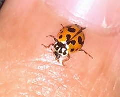 Hippodamia variegata
