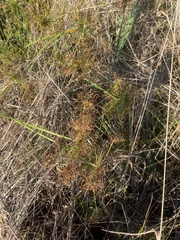 Cyperus prolifer