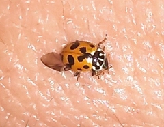 Hippodamia variegata