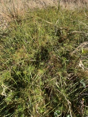 Cyperus prolifer