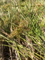 Cyperus prolifer