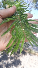 Leucaena esculenta
