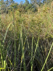 Cyperus prolifer