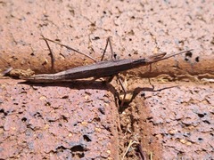 Pachymorpha