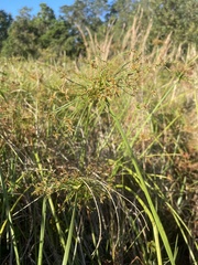 Cyperus prolifer