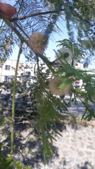 Leucaena esculenta