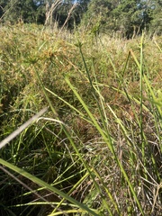 Cyperus prolifer