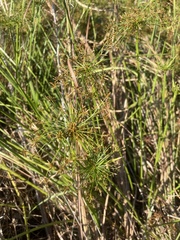 Cyperus prolifer