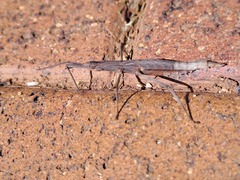 Pachymorpha