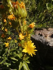 Berkheya herbacea