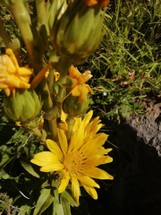 Berkheya herbacea