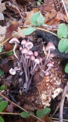 Mycena bulliformis