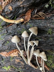 Mycena abramsii