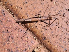 Pachymorpha