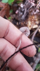 Mycena bulliformis